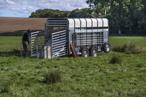 Young shepherd builds a ferch for his sheep on his animal transporter in the pasture, Rehna, Mecklenburg-Western Pomerania, Germany