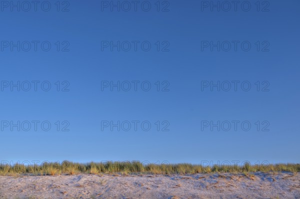 Beach grass (Ammophila) on the Baltic Sea beach, blue sky, Darß, Mecklenburg-Vorpommern, Germany