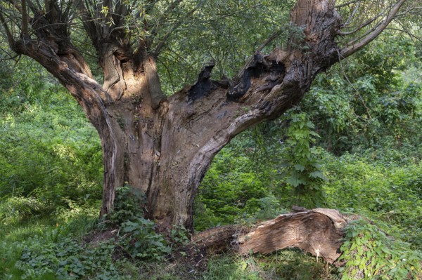 Old willow tree (Salix) split by lightning, Ahrenshoop, Darß, Mecklenburg-Western Pomerania, Germany