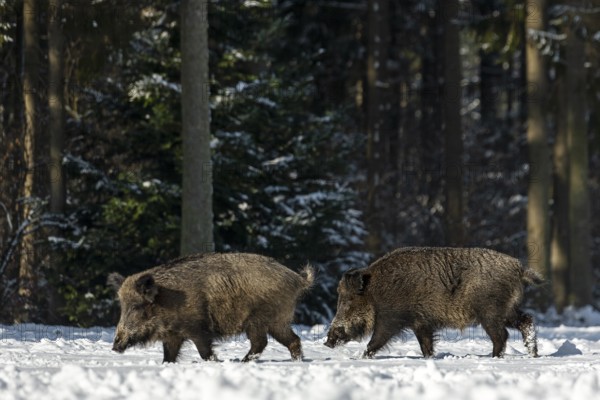 Wild boar boar (Sus scrofa) following a brook in winter, snow, Germany