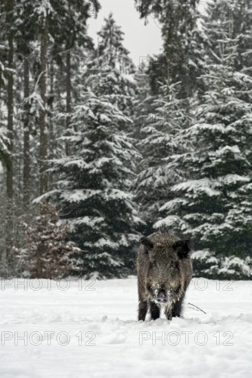 While it is snowing, a wild boar (Sus scrofa) searches for food in a snow-covered forest meadow, winter, Germany