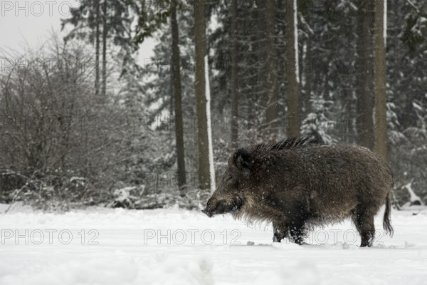 Wild boar (Sus scrofa) in the snowfall on a snow-covered forest meadow, winter, Germany