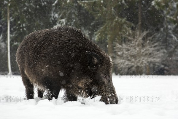 Wild boar (Sus scrofa) foraging in winter, snowfall, Germany