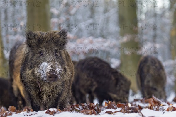 Wild boar (Sus scrofa) foraging in the snow, winter, Germany
