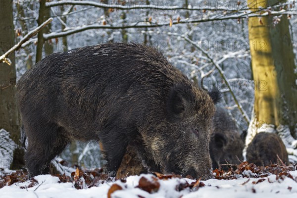 Wild boar (Sus scrofa) and overcrowds foraging in a snow-covered beech forest, winter, Germany