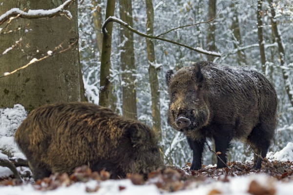 A strong wild boar (Sus scrofa) approaches a herd of wild boar with young boars during the mating season, winter, snow, Germany
