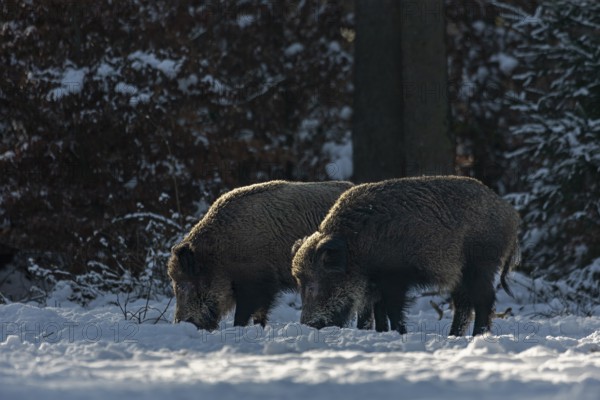 Two wild boar (Sus scrofa) foraging in the snow, snow, winter sun, Germany