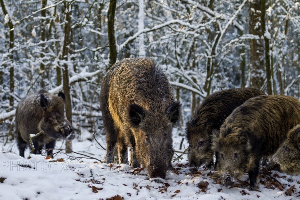 While a wild boar (Sus scrofa) and its young boar are looking for food, a wild boar cautiously approaches the small herd, winter, snow, Germany