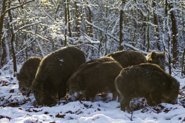 In the last light of the evening sun, a herd of wild boar (Sus scrofa) searches for beechnuts under the snow cover, winter, winter forest, Germany