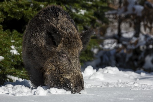 A wild boar (Sus scrofa) has left its daytime den in the best daylight and is looking for food in the fresh snow, winter, Germany