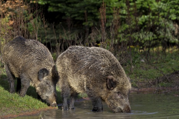 Two wild boar (Sus scrofa) visit a small pond in the forest in the late afternoon to drink, thirst, forest pond, Germany