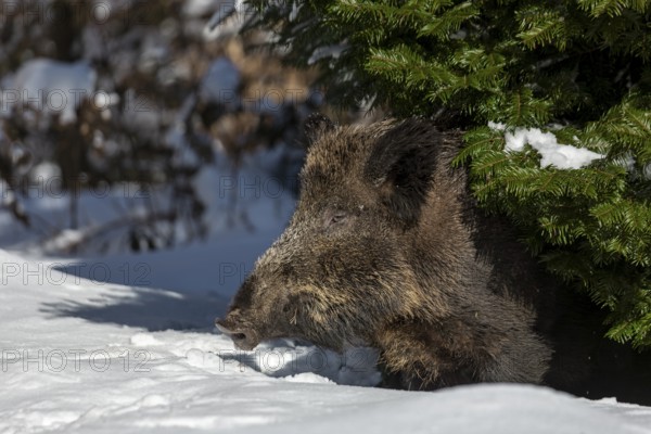 The wild boar (Sus scrofa) cautiously leaves its sleeping place under the sweeping branches of a spruce tree, winter, fresh snow, snow cover, resting place, Germany