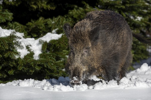 A wild boar (Sus scrofa) in about 15cm of fresh snow, unfortunately such weather conditions are rarely granted to us here in northern Germany, winter, Germany