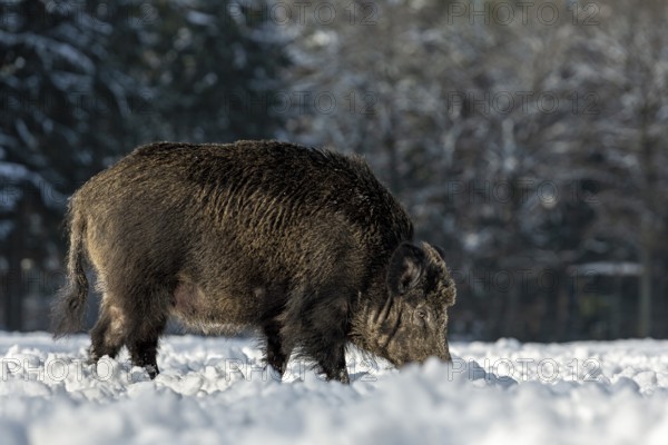 Wild boar (Sus scrofa) with conspicuous loss of fur on the head, disease, illness, mange, hair loss, winter, snow, Germany
