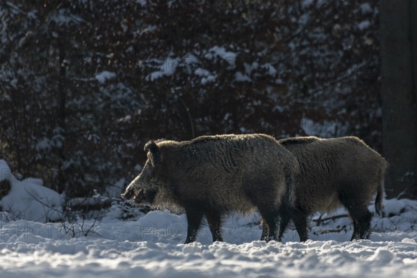 Two wild boar (Sus scrofa) in winter on a forest meadow, snow, winter sun, Germany