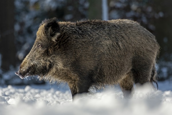 The warming winter sun makes the wild boar (Sus scrofa) tired, sleep, winter, snow, Germany