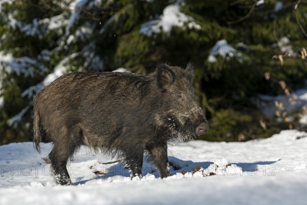 Wild boar (Sus scrofa) looking for food in the snow, animal children, winter, Germany