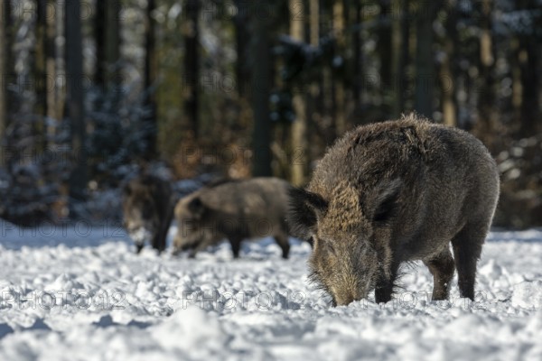 The warming winter sun attracts some wild boars (Sus scrofa) to a snow-covered forest meadow, snow, Germany