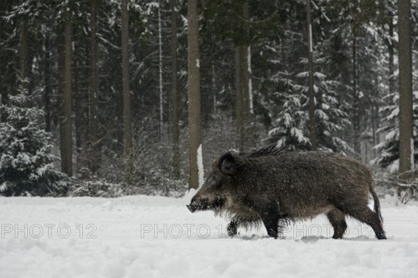 While it is snowing, a wild boar (Sus scrofa) searches for food in a snow-covered forest meadow, winter, Germany