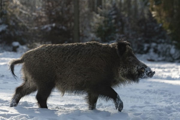 A wild boar (Sus scrofa) running across a snowy forest meadow, winter, winter sun, wild boar, Germany