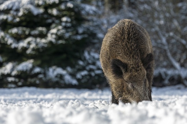 Wild boar (Sus scrofa) foraging in winter, winter, snow cover, Germany