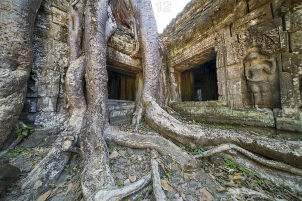 Tetrameles (Tetrameles nudiflora), tree conquers with its roots the ruins of the temple complex of Ta Prohm, Angkor Thom, UNESCO World Heritage Site, Siem Reap, Cambodia