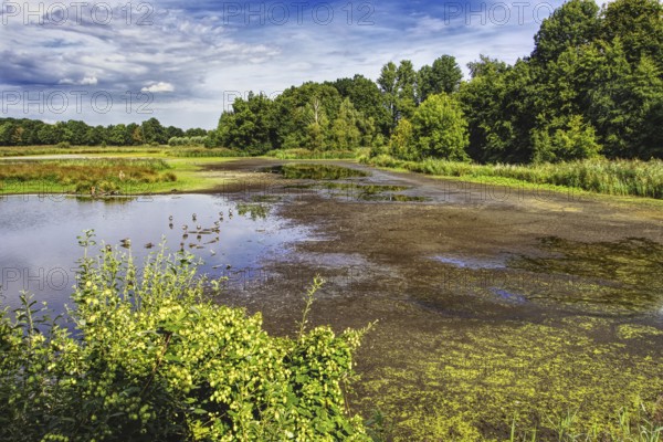 Shallow water area of De Wittsee with thick riparian vegetation and extensive skies on a quiet day, Nettetal