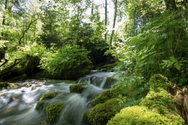 Clear mountain stream, moss-covered stones, Zgornje Jezersko mountaineering village, Slovenia