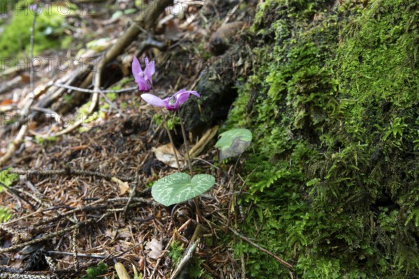 Delicate pink cyclamen, moss-covered forest soil, Zgornje Jezersko mountaineering village, Slovenia