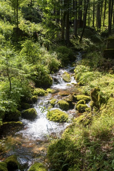 Clear mountain stream, moss-covered stones, Zgornje Jezersko mountaineering village, Slovenia