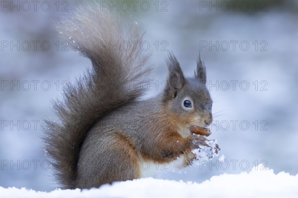 Red squirrel (Sciurus vulgaris) adult animal feeding on a nut in snow in winter, England, United Kingdom
