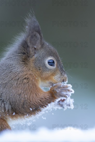 Red squirrel (Sciurus vulgaris) adult animal eating a hazel nut in snow in winter, England, United Kingdom