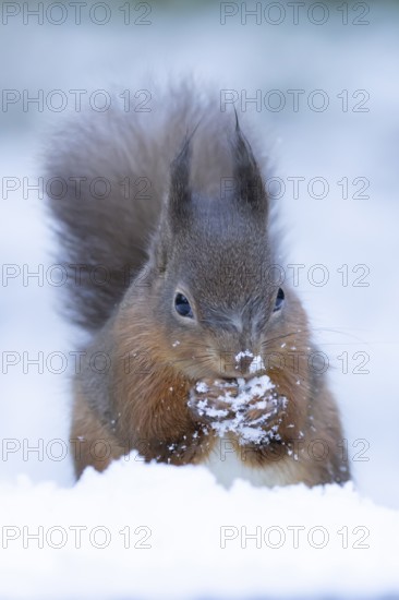 Red squirrel (Sciurus vulgaris) adult animal feeding on a nut in snow in winter, England, United Kingdom