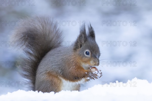 Red squirrel (Sciurus vulgaris) adult animal feeding on a hazel nut in snow in winter, England, United Kingdom