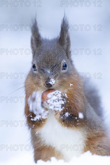 Red squirrel (Sciurus vulgaris) adult animal feeding on a hazel nut in snow in winter, England, United Kingdom