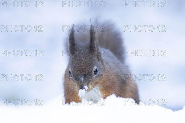Red squirrel (Sciurus vulgaris) adult animal in snow in winter, England, United Kingdom