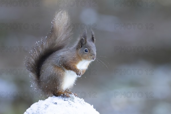 Red squirrel (Sciurus vulgaris) adult animal on a snow covered stone wall in winter, England, United Kingdom