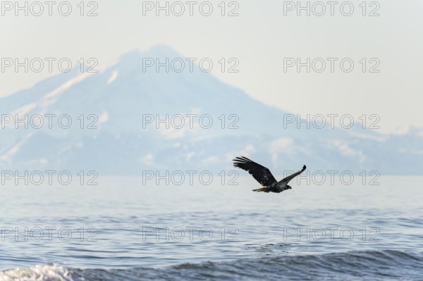 Bald eagle (Haliaeetus leucocephalus) in flight, Anchor Point at Cook Inlet, snow-covered mountain peaks of the Aleutian chain with Mount Redoubt in the background, Anchor River State Recreation Area, Alaska, USA