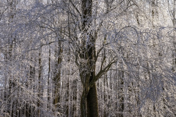 Wintery forest with hoarfrost on Königstuhl mountain, Rhein-Neckar district, Baden-Württemberg, Germany