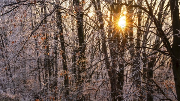 Wintery forest with hoarfrost on Königstuhl mountain, evening light, sunset, Rhein-Neckar district, Baden-Württemberg, Germany