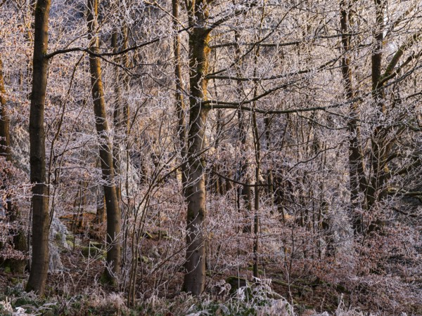 Wintery forest with hoarfrost on Königstuhl mountain, evening light, Rhein-Neckar district, Baden-Württemberg, Germany