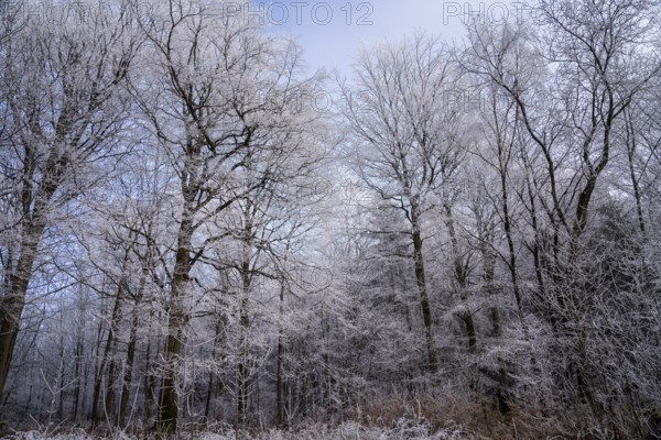 Wintery forest with hoarfrost on Königstuhl mountain, old beech trees, Rhein-Neckar district, Baden-Württemberg, Germany