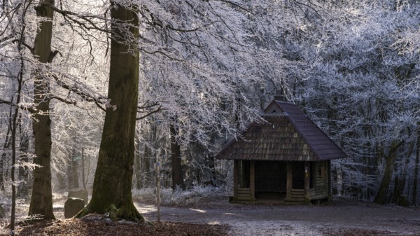Winter forest with hoarfrost on Königstuhl mountain, refuge and hiking trails, Rhein-Neckar district, Baden-Württemberg, Germany