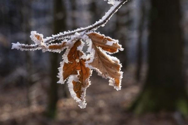 Wintery forest with hoarfrost on Königstuhl mountain, small branch with leaves, Rhein-Neckar district, Baden-Württemberg, Germany