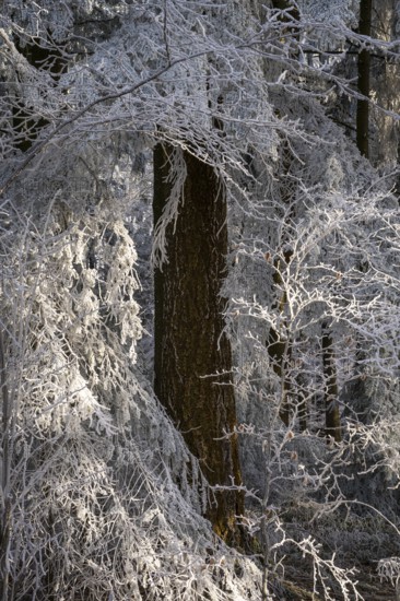 Wintery forest with hoarfrost on Königstuhl mountain, tree trunk, Rhein-Neckar district, Baden-Württemberg, Germany