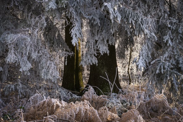 Wintery forest with hoarfrost on Königstuhl mountain, conifer and fern, Rhein-Neckar district, Baden-Württemberg, Germany