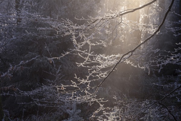 Wintery forest with hoarfrost on Königstuhl mountain, branch against light. Rhein-Neckar District, Baden-Württemberg, Germany