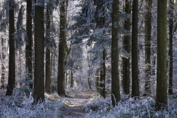 Wintery forest with hoarfrost on Königstuhl mountain, hiking trail, Rhein-Neckar district, Baden-Württemberg, Germany