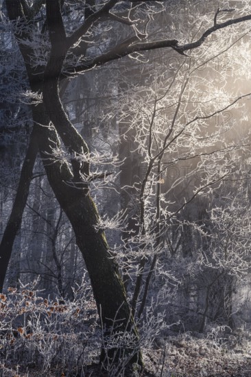 Wintery forest with hoarfrost on Königstuhl mountain, tree with backlight, Rhein-Neckar district, Baden-Württemberg, Germany