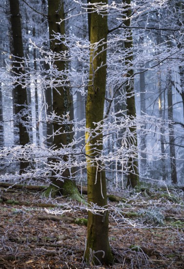 Wintery forest with hoarfrost on Königstuhl mountain, Rhein-Neckar district, Baden-Württemberg, Germany